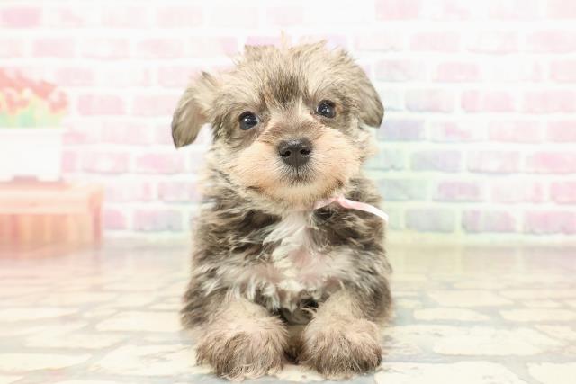 神奈川県のシュナマル/マルシュナ(シュナウザー×マルチーズ) (Coo&RIKU藤沢店/2025年9月9日生まれ/女の子/ソルトペッパー)の子犬の1枚目の画像