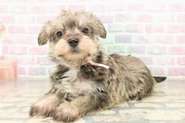 神奈川県のシュナマル/マルシュナ(シュナウザー×マルチーズ) (Coo&RIKU藤沢店/2025年9月9日生まれ/女の子/ソルトペッパー)の子犬の2枚目の画像