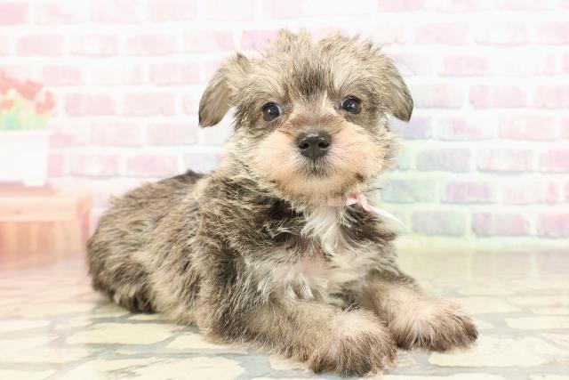 神奈川県のシュナマル/マルシュナ(シュナウザー×マルチーズ) (Coo&RIKU藤沢店/2025年9月9日生まれ/女の子/ソルトペッパー)の子犬の3枚目の画像