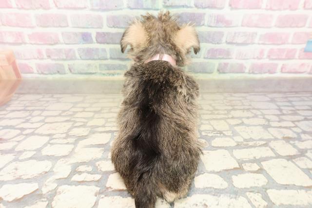 神奈川県のシュナマル/マルシュナ(シュナウザー×マルチーズ) (Coo&RIKU藤沢店/2025年9月9日生まれ/女の子/ソルトペッパー)の子犬の4枚目の画像