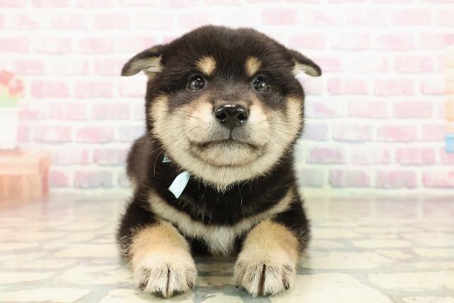 福井県の柴犬(標準サイズ) (Coo&RIKU福井店/2025年9月7日生まれ/男の子/黒)の子犬の1枚目の画像