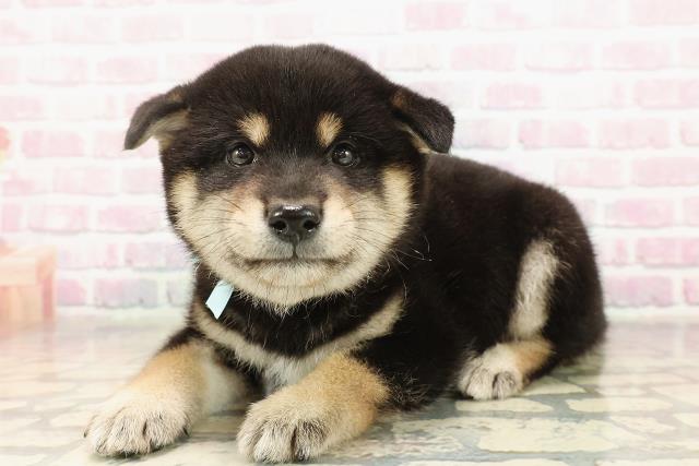 福井県の柴犬(標準サイズ) (Coo&RIKU福井店/2025年9月7日生まれ/男の子/黒)の子犬の2枚目の画像