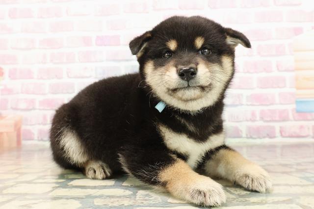 福井県の柴犬(標準サイズ) (Coo&RIKU福井店/2025年9月7日生まれ/男の子/黒)の子犬の3枚目の画像