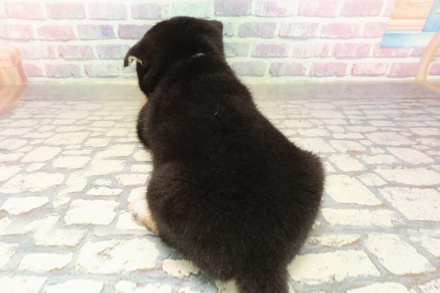 福井県の柴犬(標準サイズ) (Coo&RIKU福井店/2025年9月7日生まれ/男の子/黒)の子犬の4枚目の画像