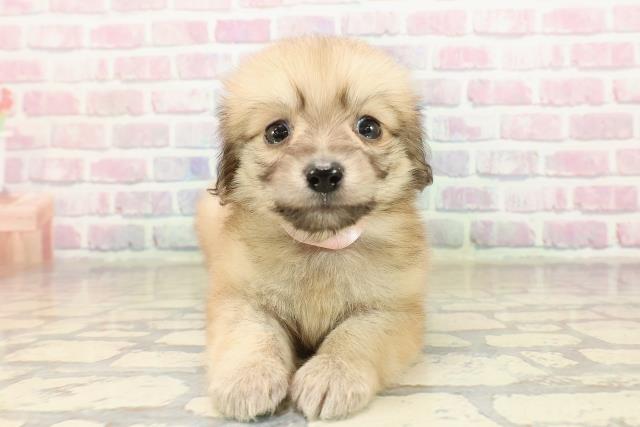 山口県のポメックス(ポメラニアン×ダックス) (Coo&RIKUサンパークあじす店/2025年9月8日生まれ/女の子/シェーデットイエロー)の子犬