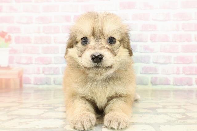 沖縄県のポメックス(ポメラニアン×ダックス) (Coo&RIKUイーアス沖縄豊崎店/2025年9月8日生まれ/女の子/シェーデットイエロー)の子犬の1枚目の画像