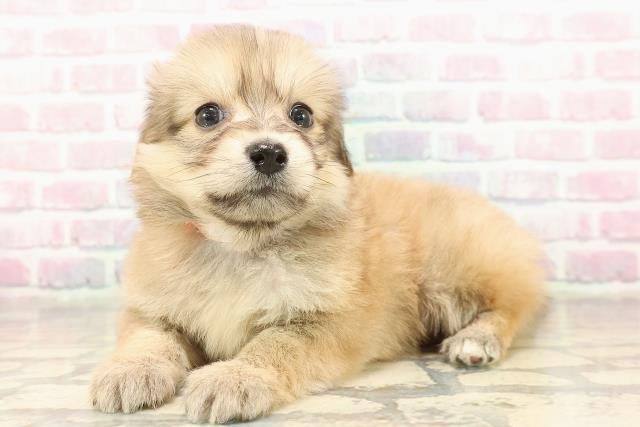 沖縄県のポメックス(ポメラニアン×ダックス) (Coo&RIKUイーアス沖縄豊崎店/2025年9月8日生まれ/女の子/シェーデットイエロー)の子犬の2枚目の画像