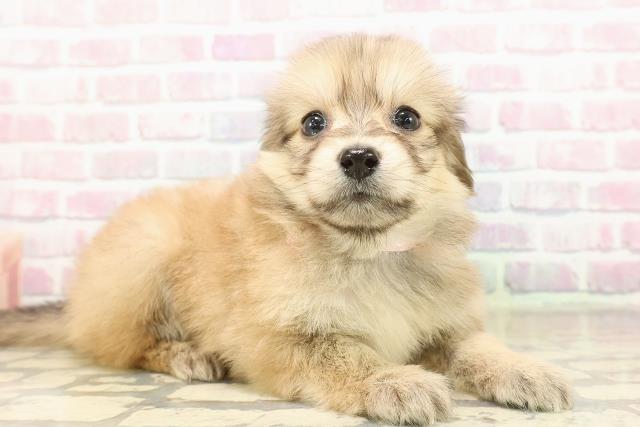 沖縄県のポメックス(ポメラニアン×ダックス) (Coo&RIKUイーアス沖縄豊崎店/2025年9月8日生まれ/女の子/シェーデットイエロー)の子犬の3枚目の画像