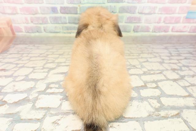 沖縄県のポメックス(ポメラニアン×ダックス) (Coo&RIKUイーアス沖縄豊崎店/2025年9月8日生まれ/女の子/シェーデットイエロー)の子犬の4枚目の画像