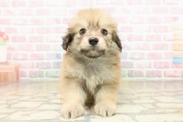 長野県のポメックス(ポメラニアン×ダックス) (Coo&RIKUコメリパワー長野東部店/2025年9月8日生まれ/男の子/シェーデットイエロー)の子犬の1枚目の画像