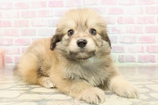 長野県のポメックス(ポメラニアン×ダックス) (Coo&RIKUコメリパワー長野東部店/2025年9月8日生まれ/男の子/シェーデットイエロー)の子犬の3枚目の画像