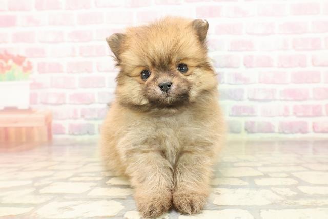 東京都のポメラニアン (Coo&RIKU八王子西店/2025年9月8日生まれ/男の子/オレンジ)の子犬の1枚目の画像
