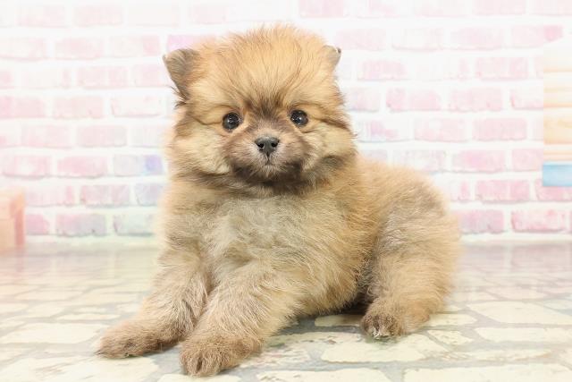 東京都のポメラニアン (Coo&RIKU八王子西店/2025年9月8日生まれ/男の子/オレンジ)の子犬の2枚目の画像