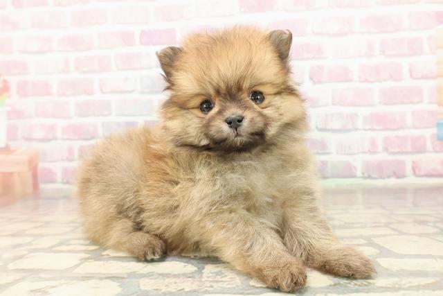 東京都のポメラニアン (Coo&RIKU八王子西店/2025年9月8日生まれ/男の子/オレンジ)の子犬の3枚目の画像