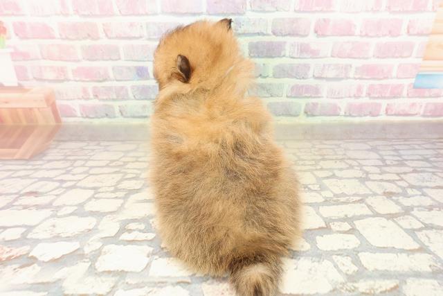 東京都のポメラニアン (Coo&RIKU八王子西店/2025年9月8日生まれ/男の子/オレンジ)の子犬の4枚目の画像