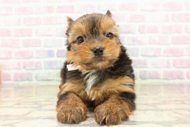 群馬県のヨークシャーテリア (Coo&RIKU伊勢崎店/2025年9月7日生まれ/女の子/スチールブルータン)の子犬の1枚目の画像