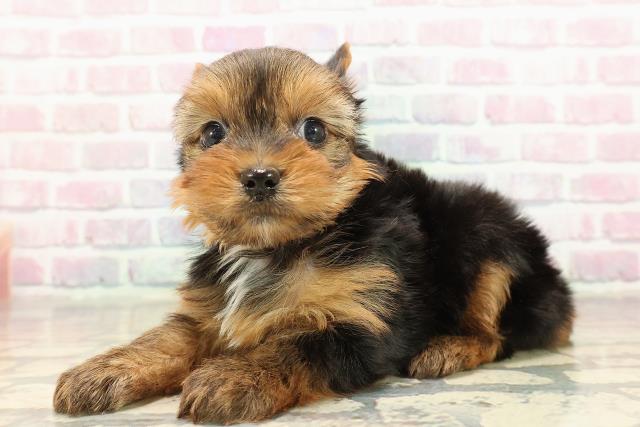 群馬県のヨークシャーテリア (Coo&RIKU伊勢崎店/2025年9月7日生まれ/女の子/スチールブルータン)の子犬の2枚目の画像