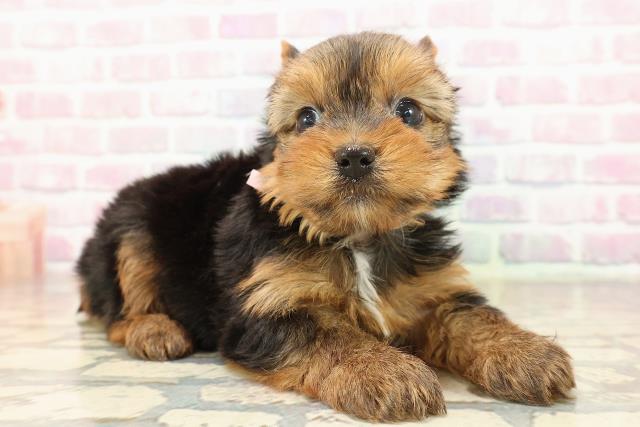 群馬県のヨークシャーテリア (Coo&RIKU伊勢崎店/2025年9月7日生まれ/女の子/スチールブルータン)の子犬の3枚目の画像