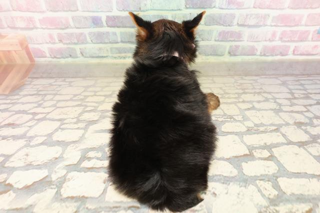 群馬県のヨークシャーテリア (Coo&RIKU伊勢崎店/2025年9月7日生まれ/女の子/スチールブルータン)の子犬の4枚目の画像