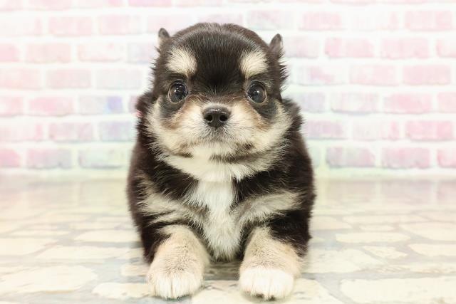 チワワ(ロングコート)