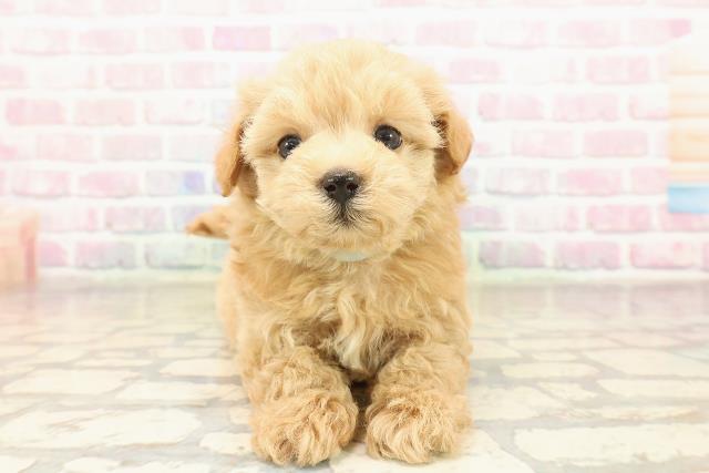 群馬県のマルプー(マルチーズ×プードル) (Coo&RIKU伊勢崎店/2025年9月7日生まれ/男の子/アプリコット)の子犬の1枚目の画像