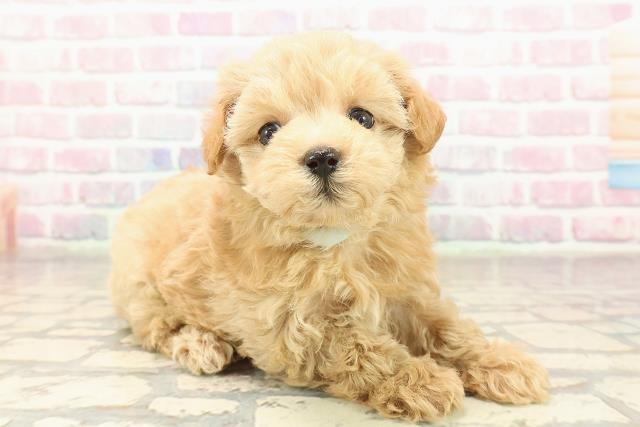 群馬県のマルプー(マルチーズ×プードル) (Coo&RIKU伊勢崎店/2025年9月7日生まれ/男の子/アプリコット)の子犬の3枚目の画像