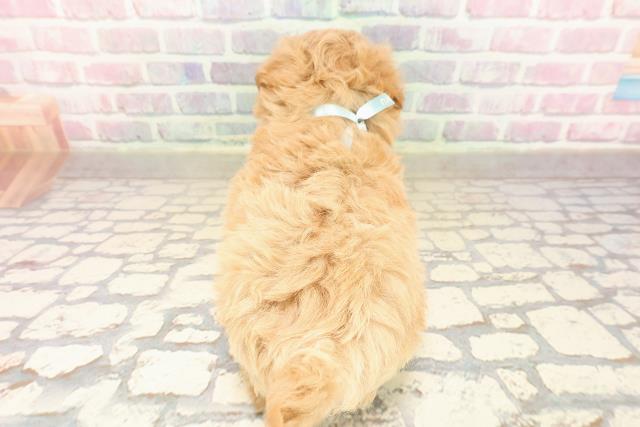 群馬県のマルプー(マルチーズ×プードル) (Coo&RIKU伊勢崎店/2025年9月7日生まれ/男の子/アプリコット)の子犬の4枚目の画像