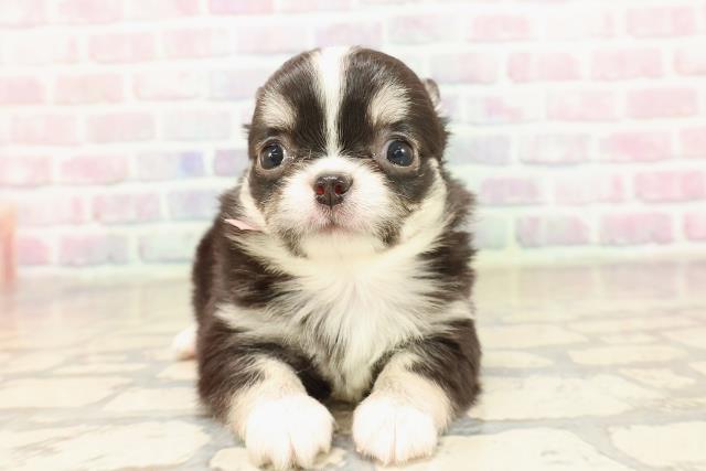 チワワ(ロングコート)