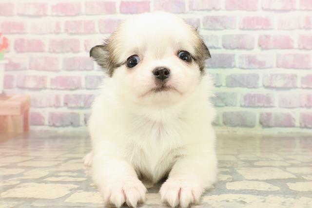 チワワ(ロングコート)