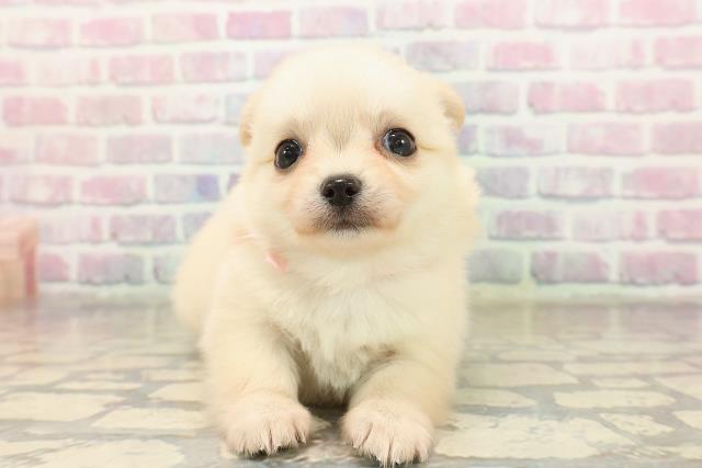 チワワ(ロングコート)