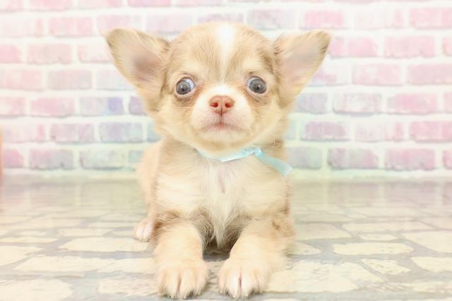 チワワ(ロングコート)