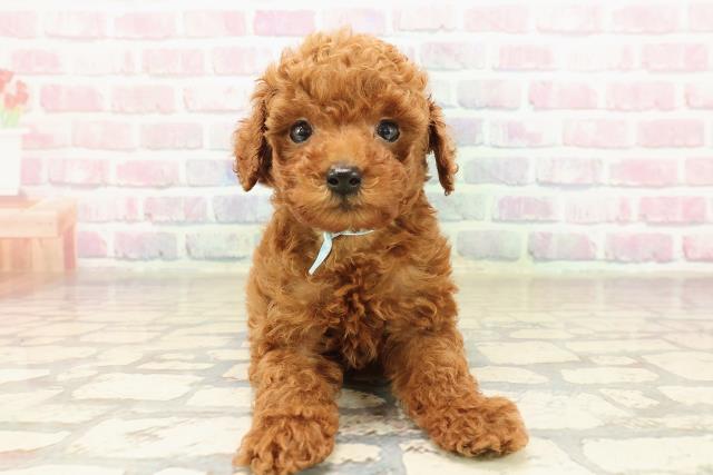 長野県のトイプードル(トイ) (Coo&RIKU綿半権堂店/2025年9月8日生まれ/男の子/レッド)の子犬の1枚目の画像