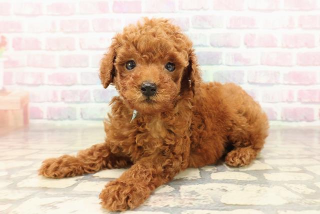 長野県のトイプードル(トイ) (Coo&RIKU綿半権堂店/2025年9月8日生まれ/男の子/レッド)の子犬の2枚目の画像