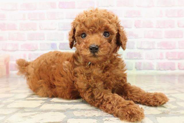 長野県のトイプードル(トイ) (Coo&RIKU綿半権堂店/2025年9月8日生まれ/男の子/レッド)の子犬の3枚目の画像