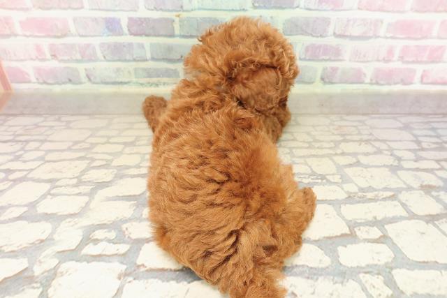 長野県のトイプードル(トイ) (Coo&RIKU綿半権堂店/2025年9月8日生まれ/男の子/レッド)の子犬の4枚目の画像