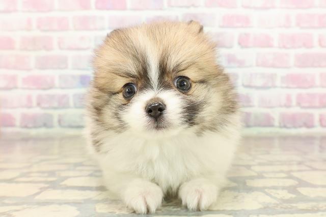 東京都のポメチワ/チワポメ/ポメチー(ポメラニアン×チワワ) (Coo&RIKU秋葉原店/2025年9月8日生まれ/男の子/パーティーカラー)の子犬の1枚目の画像
