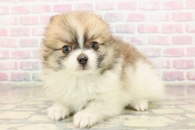 東京都のポメチワ/チワポメ/ポメチー(ポメラニアン×チワワ) (Coo&RIKU秋葉原店/2025年9月8日生まれ/男の子/パーティーカラー)の子犬の2枚目の画像
