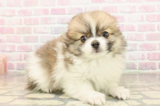 東京都のポメチワ/チワポメ/ポメチー(ポメラニアン×チワワ) (Coo&RIKU秋葉原店/2025年9月8日生まれ/男の子/パーティーカラー)の子犬の3枚目の画像