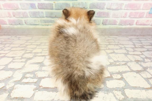 東京都のポメチワ/チワポメ/ポメチー(ポメラニアン×チワワ) (Coo&RIKU秋葉原店/2025年9月8日生まれ/男の子/パーティーカラー)の子犬の4枚目の画像