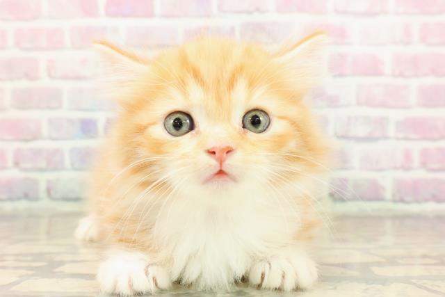 東京都のキンカロー (Coo&RIKU吉祥寺店/2025年9月8日生まれ/女の子/レッドタビーホワイト)の子猫の1枚目の画像