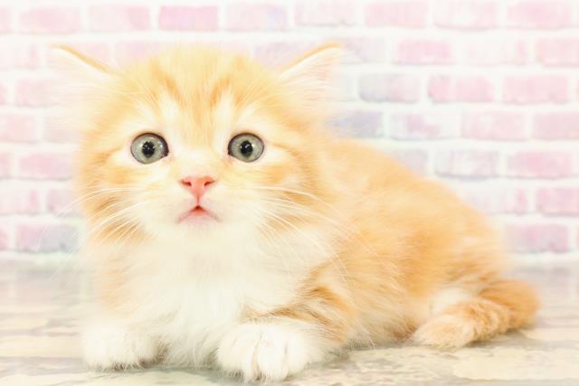 東京都のキンカロー (Coo&RIKU吉祥寺店/2025年9月8日生まれ/女の子/レッドタビーホワイト)の子猫の2枚目の画像