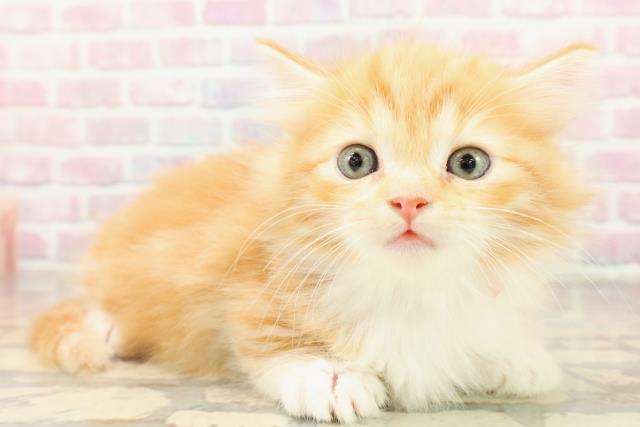 東京都のキンカロー (Coo&RIKU吉祥寺店/2025年9月8日生まれ/女の子/レッドタビーホワイト)の子猫の3枚目の画像