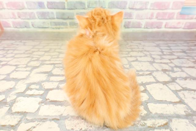 東京都のキンカロー (Coo&RIKU吉祥寺店/2025年9月8日生まれ/女の子/レッドタビーホワイト)の子猫の4枚目の画像