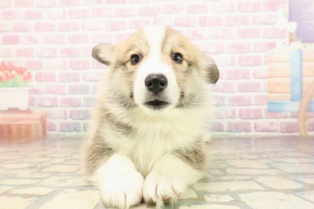 ウェルシュ・コーギー・ペンブローク