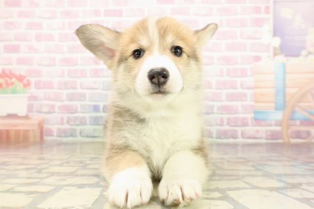 埼玉県のウェルシュコーギーペンブローク (Coo&RIKU春日部店/2025年9月9日生まれ/男の子/セーブルホワイト)の子犬