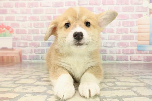 埼玉県のウェルシュコーギーペンブローク (Coo&RIKU草加バイパス店/2025年9月9日生まれ/男の子/セーブルホワイト)の子犬