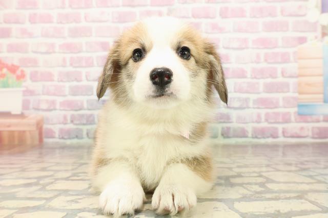 ウェルシュ・コーギー・ペンブローク