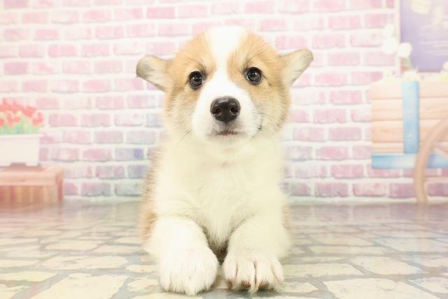 東京都のウェルシュコーギーペンブローク (Coo&RIKU足立本店/2025年9月9日生まれ/女の子/セーブルホワイト)の子犬