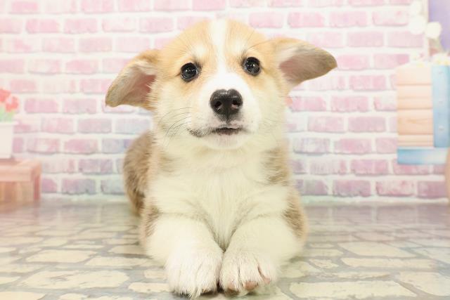 北海道のウェルシュコーギーペンブローク (Coo&RIKU札幌東店/2025年9月9日生まれ/女の子/セーブルホワイト)の子犬