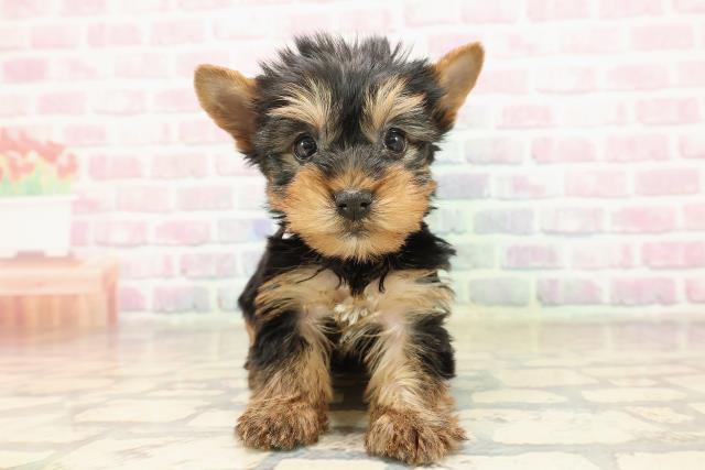 東京都のヨークシャーテリア (Coo&RIKU池袋西口店/2025年9月9日生まれ/女の子/スチールブルータン)の子犬の1枚目の画像